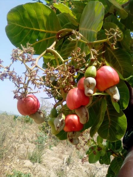 Commercialisation de la noix de cajou au Togo: Le gouvernement prend une  décision importante 